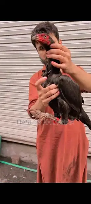 Barmi Plus Vait Naat Female Puppy - 8 Months Old