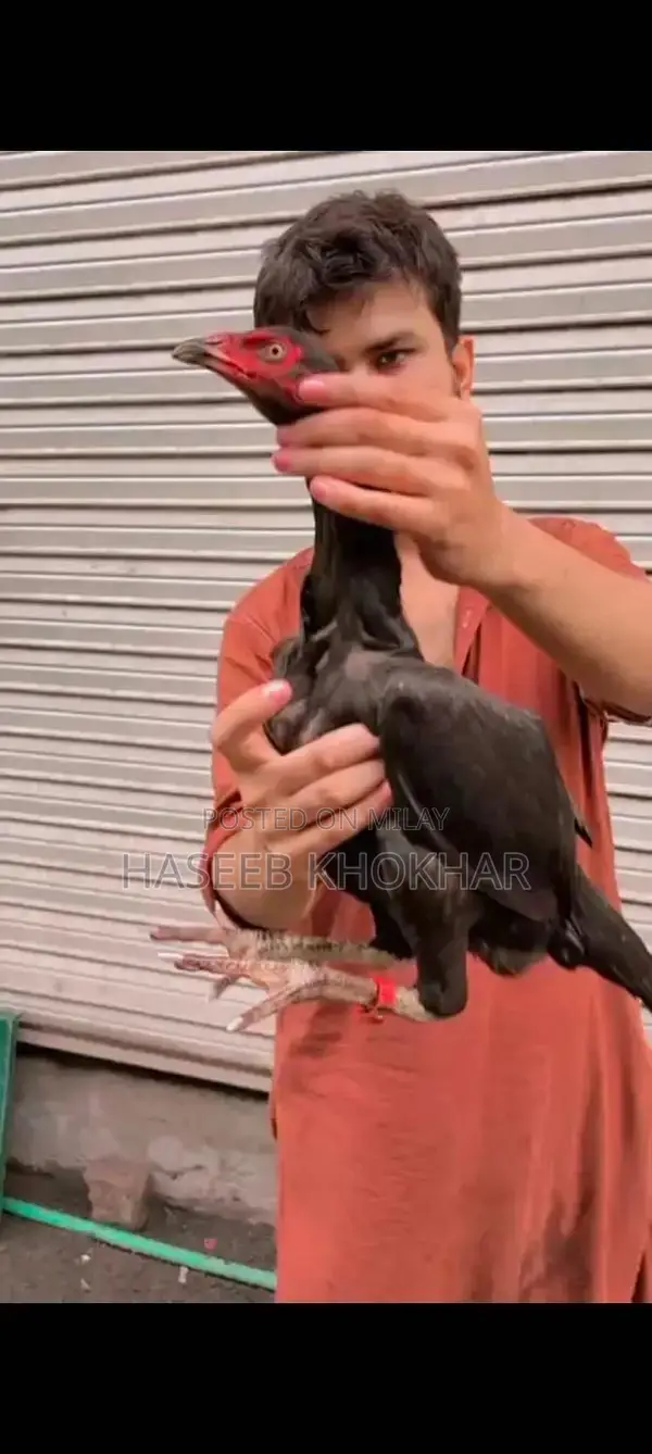 Barmi Plus Vait Naat Female Puppy - 8 Months Old