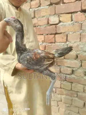 Barmi Dragon Decorative Collectible Figurine