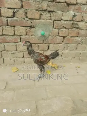 Barmi Dragon Decorative Collectible Figurine