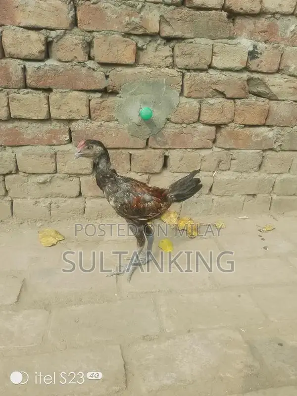 Barmi Dragon Decorative Collectible Figurine