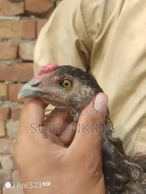 Barmi Dragon Decorative Collectible Figurine