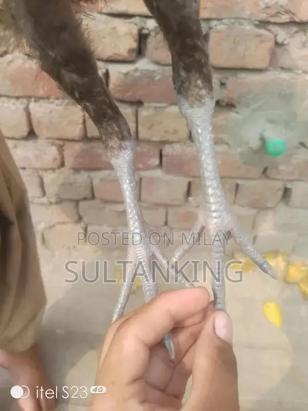 Barmi Dragon Decorative Collectible Figurine