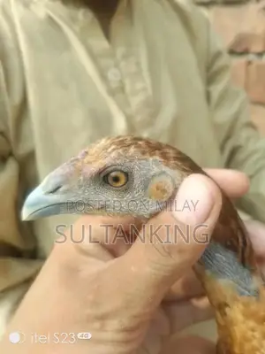 Barmi Dragon Decorative Collectible Figurine