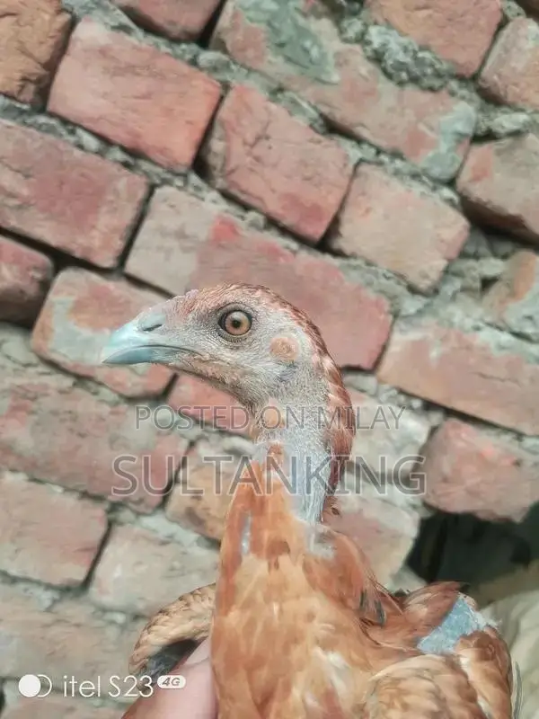 Barmi Dragon Decorative Collectible Figurine