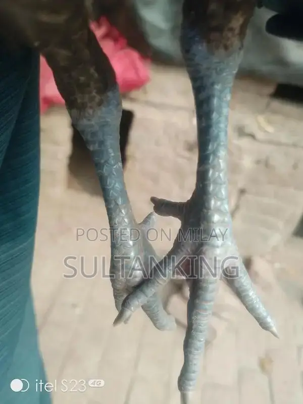 Barmi Dragon Decorative Collectible Figurine