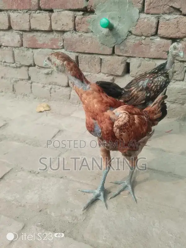 Barmi Dragon Decorative Collectible Figurine