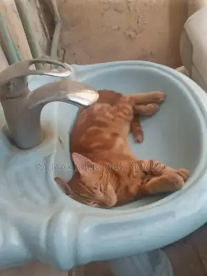 Photo - Friendly and Social Cat Seeking Loving Home