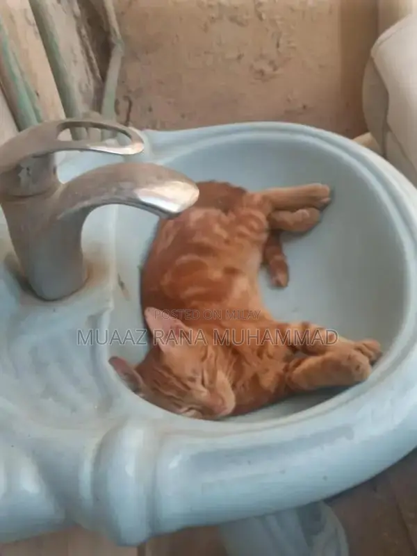 Friendly and Social Cat Seeking Loving Home