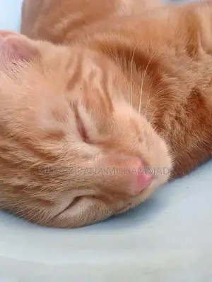 Friendly and Social Cat Seeking Loving Home