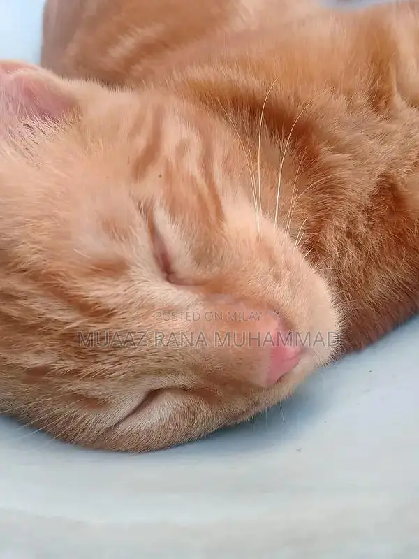 Friendly and Social Cat Seeking Loving Home