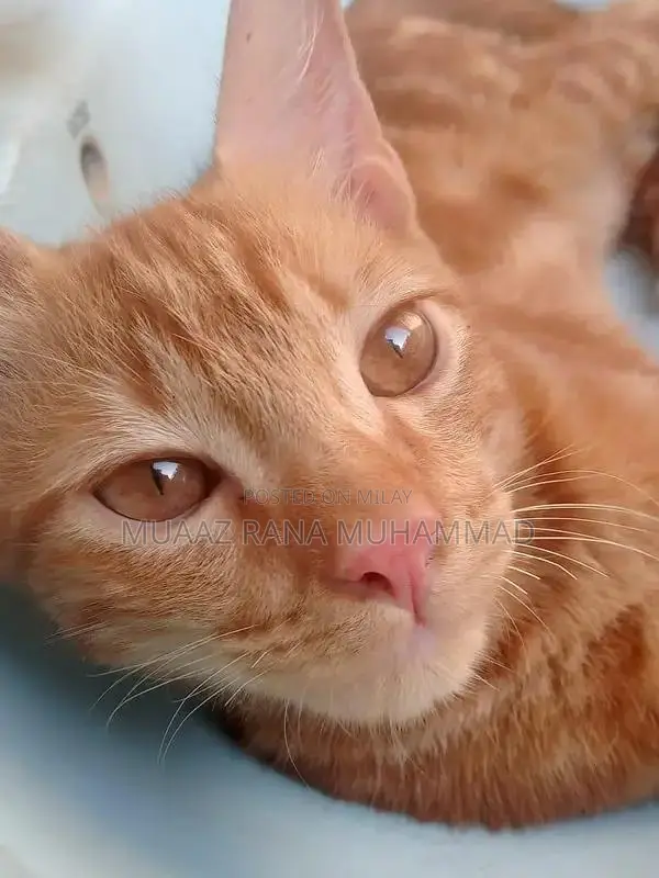 Friendly and Social Cat Seeking Loving Home