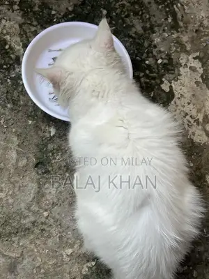 Photo - Rare Blue-Eyed Cat with Double Genetic Code