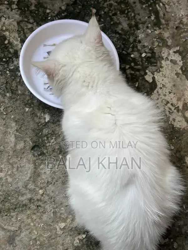 Rare Blue-Eyed Cat with Double Genetic Code