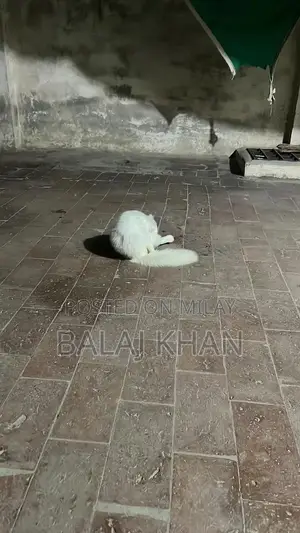 Rare Blue-Eyed Cat with Double Genetic Code