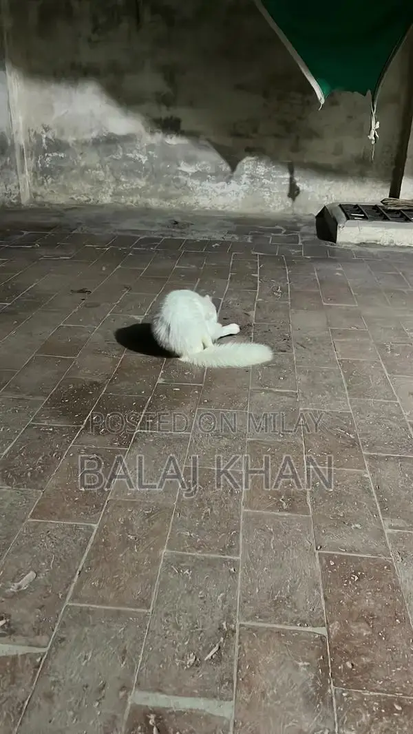 Rare Blue-Eyed Cat with Double Genetic Code