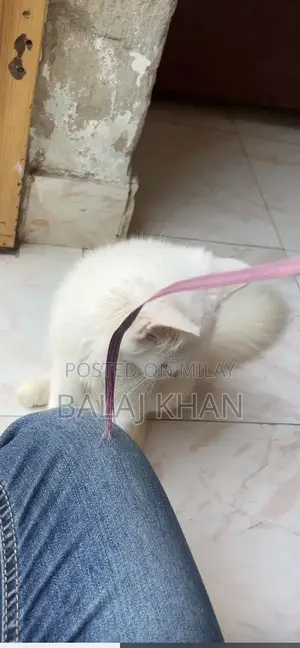 Rare Blue-Eyed Cat with Double Genetic Code