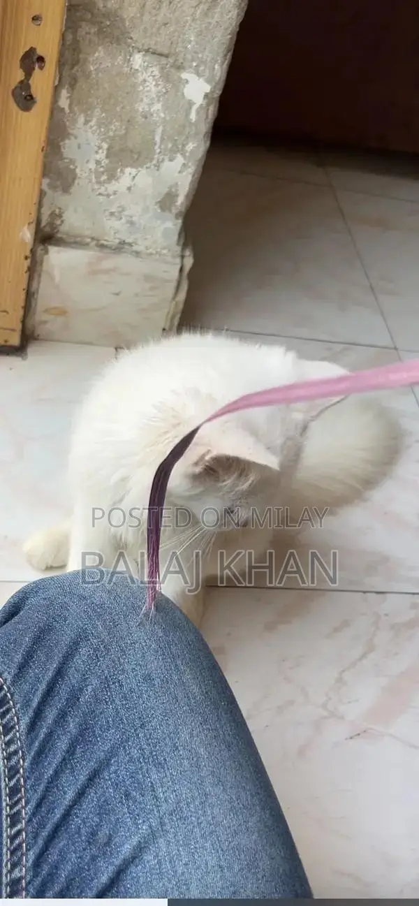 Rare Blue-Eyed Cat with Double Genetic Code