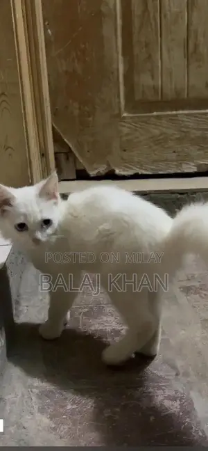 Rare Blue-Eyed Cat with Double Genetic Code