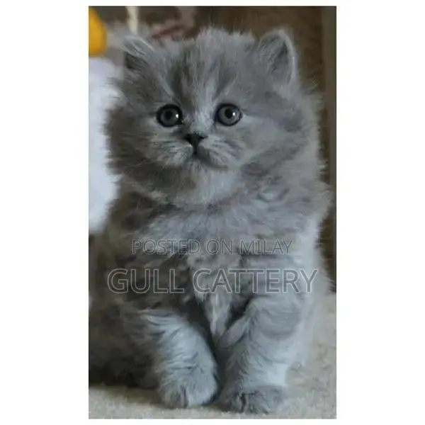 Premium Persian Cat Kitten - Charming Companion