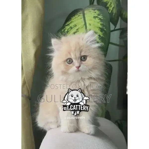 Premium Persian Cat Kitten - Charming Companion