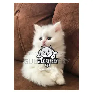 Premium Persian Cat Kitten - Charming Companion