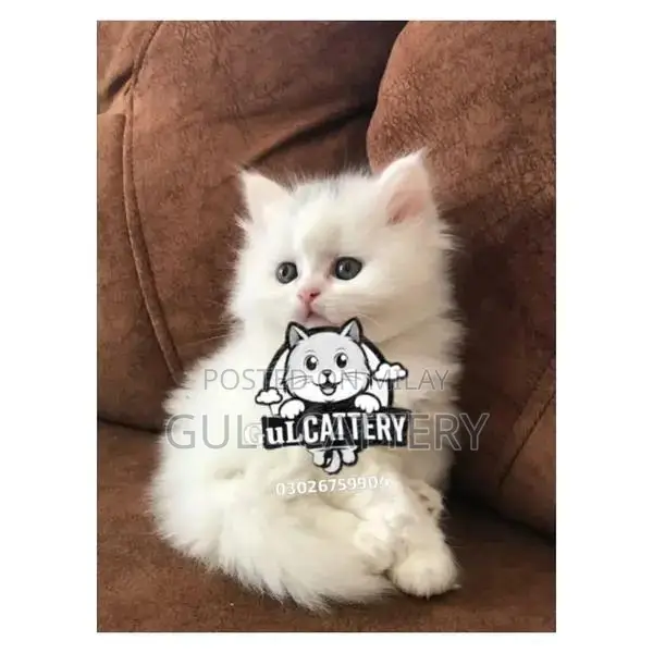 Premium Persian Cat Kitten - Charming Companion