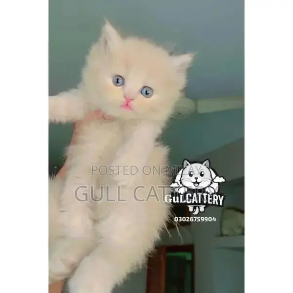 Premium Persian Cat Kitten - Charming Companion