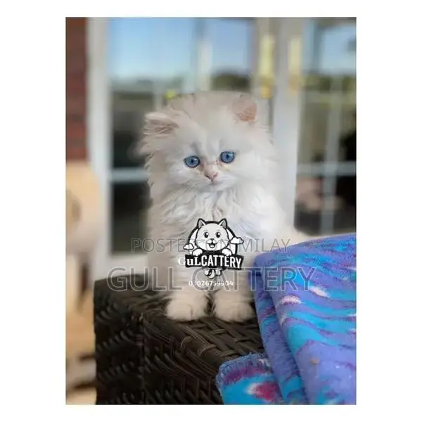 Premium Persian Cat Kitten - Charming Companion