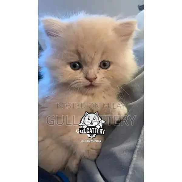 Premium Persian Cat Kitten - Charming Companion