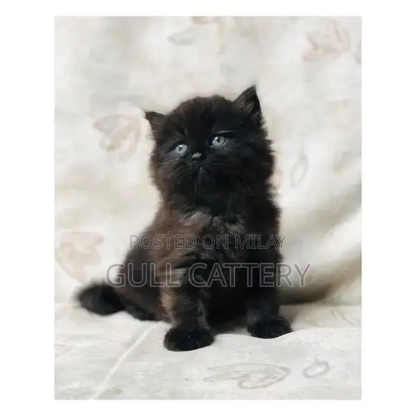Premium Persian Cat Kitten - Charming Companion