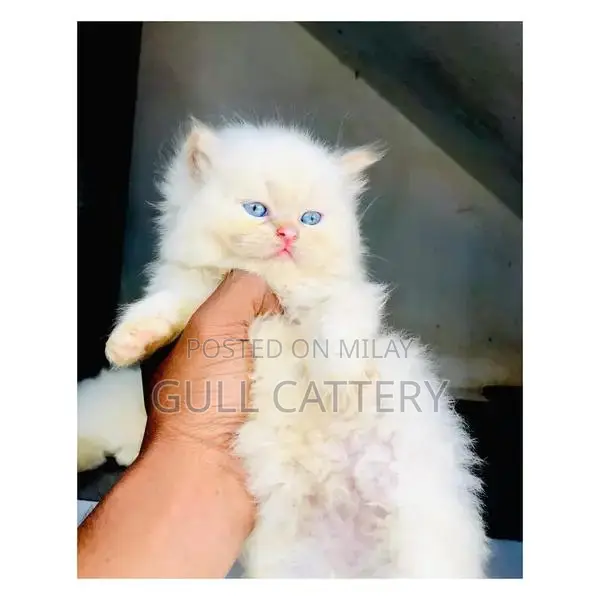 Premium Persian Cat Kitten - Charming Companion