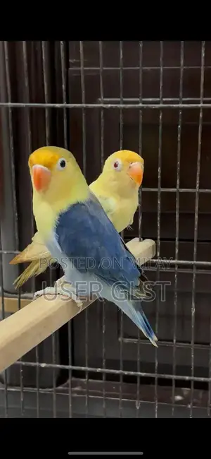 Photo - Parblue Opaline Palefellow Breeding Pair - Avian Genetics