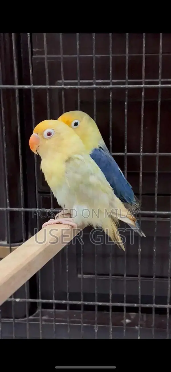 Parblue Opaline Palefellow Breeding Pair - Avian Genetics