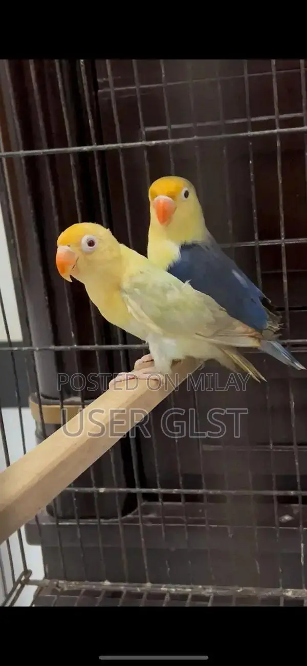 Parblue Opaline Palefellow Breeding Pair - Avian Genetics