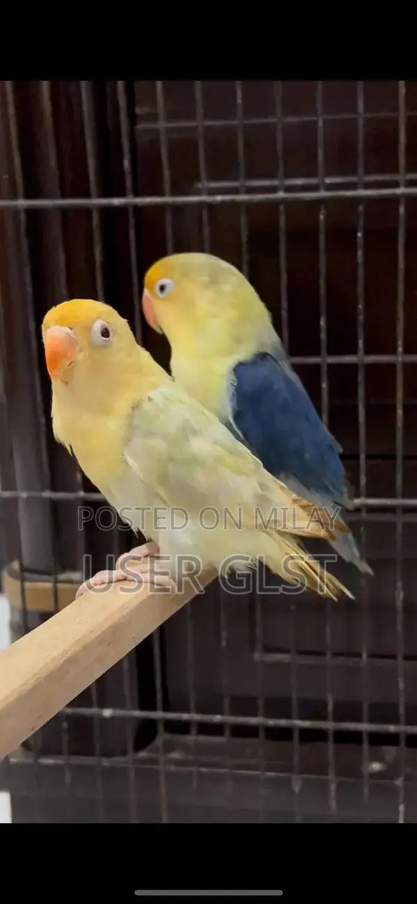 Parblue Opaline Palefellow Breeding Pair - Avian Genetics