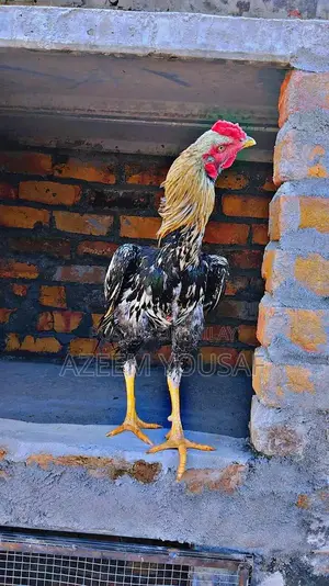 Authentic Jawa Aseel Rooster - Premium Breed for Poultry Enthusiasts