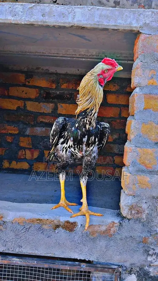 Authentic Jawa Aseel Rooster - Premium Breed for Poultry Enthusiasts