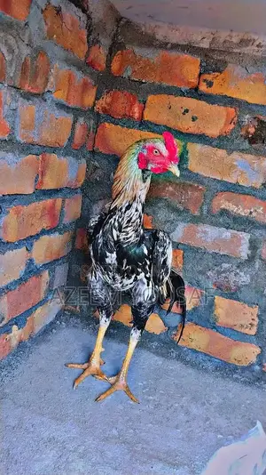 Authentic Jawa Aseel Rooster - Premium Breed for Poultry Enthusiasts