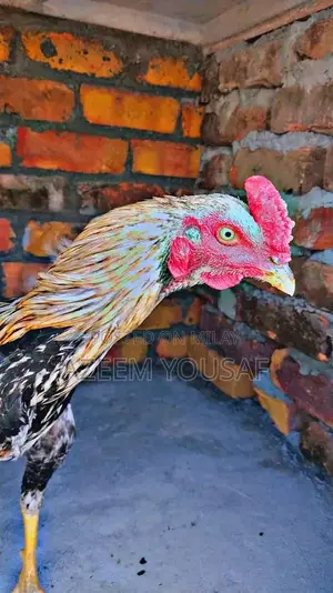 Authentic Jawa Aseel Rooster - Premium Breed for Poultry Enthusiasts