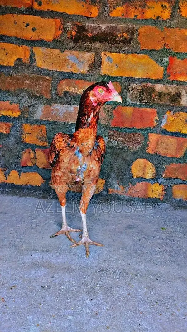 Authentic Jawa Aseel Rooster - Premium Breed for Poultry Enthusiasts