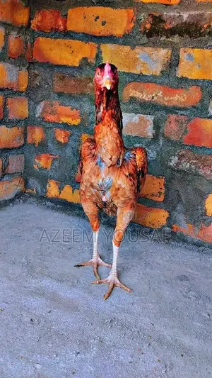 Authentic Jawa Aseel Rooster - Premium Breed for Poultry Enthusiasts