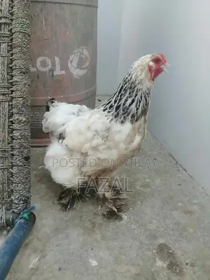 Young Brahma Hen - Healthy Poultry Breeding Stock