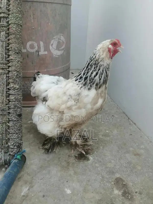Young Brahma Hen - Healthy Poultry Breeding Stock