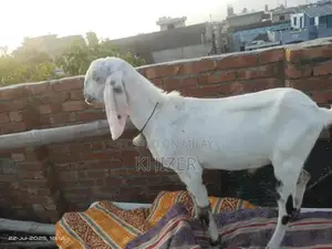 Healthy Desi Goat - Strong, Friendly Farm Breed