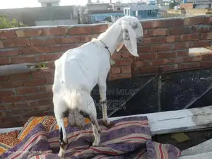 Healthy Desi Goat - Strong, Friendly Farm Breed