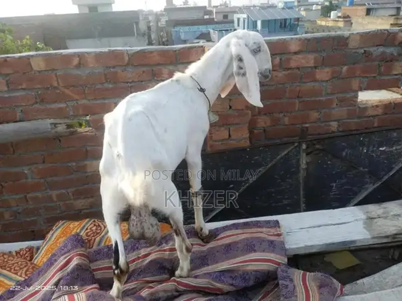 Healthy Desi Goat - Strong, Friendly Farm Breed