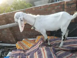 Healthy Desi Goat - Strong, Friendly Farm Breed