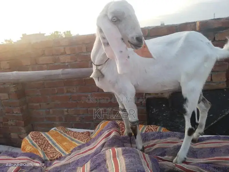 Healthy Desi Goat - Strong, Friendly Farm Breed
