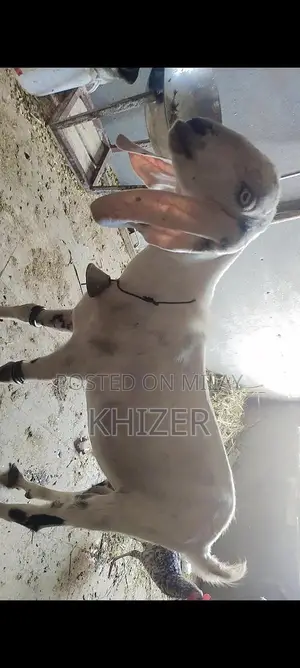 Healthy Desi Goat - Strong, Friendly Farm Breed